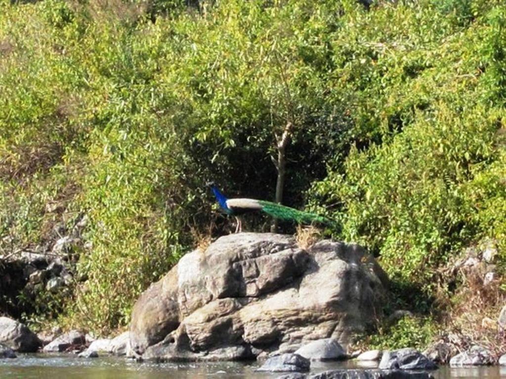 Elephant Brook Resort Rishikesh Exterior photo